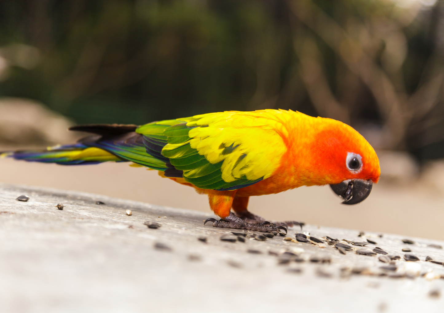 (Baby) Sun Conure