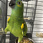 Yellow-shouldered Blue-fronted Amazon (Male)