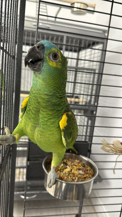 Yellow-shouldered Blue-fronted Amazon (Male)