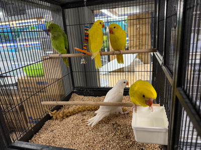 (Baby Handfed) Lutino Indian Ringneck