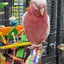 Lutino Rose-Breasted Cockatoo (Galah) (Female)
