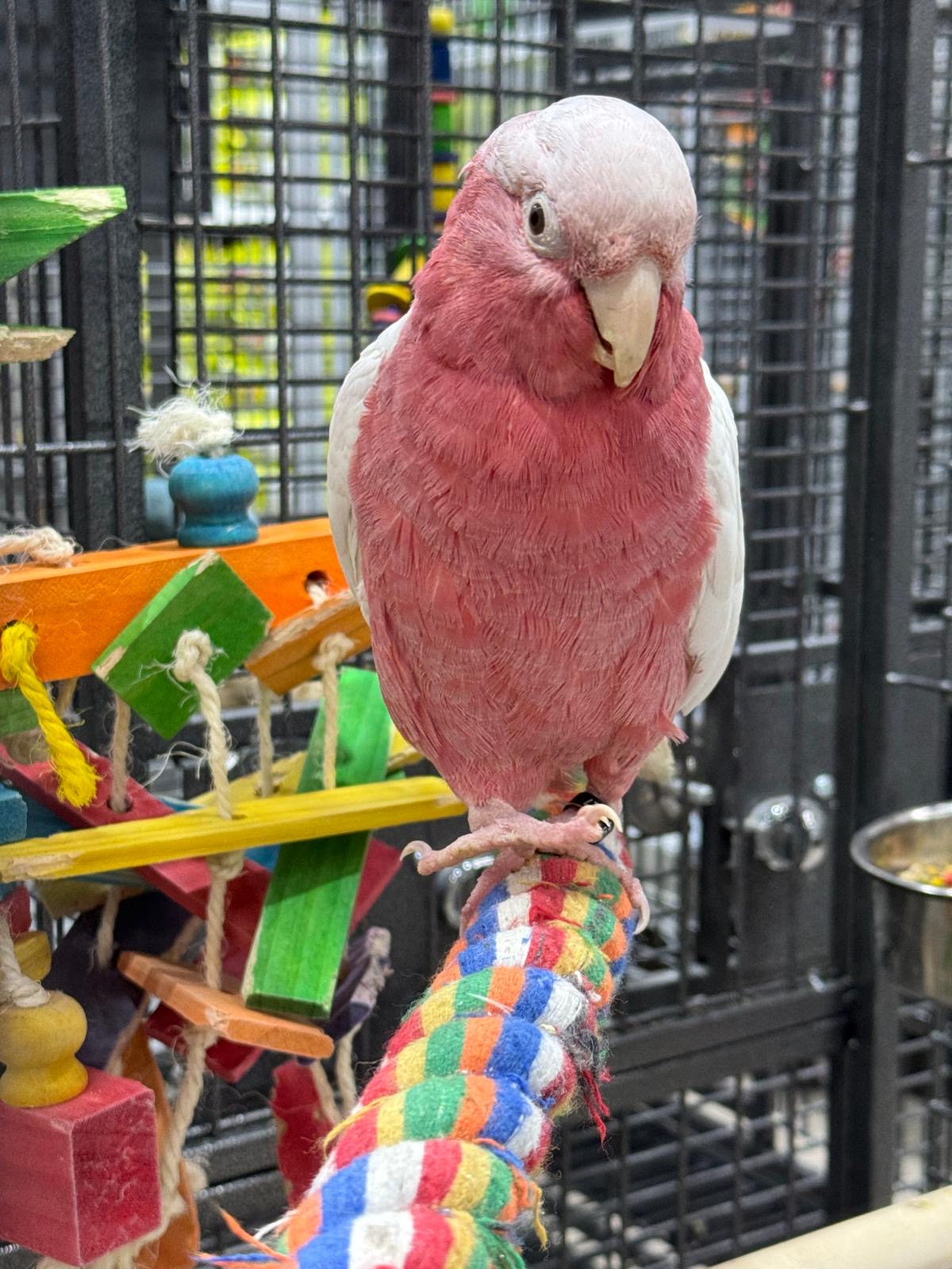 Lutino Rose-Breasted Cockatoo (Galah) (Female)