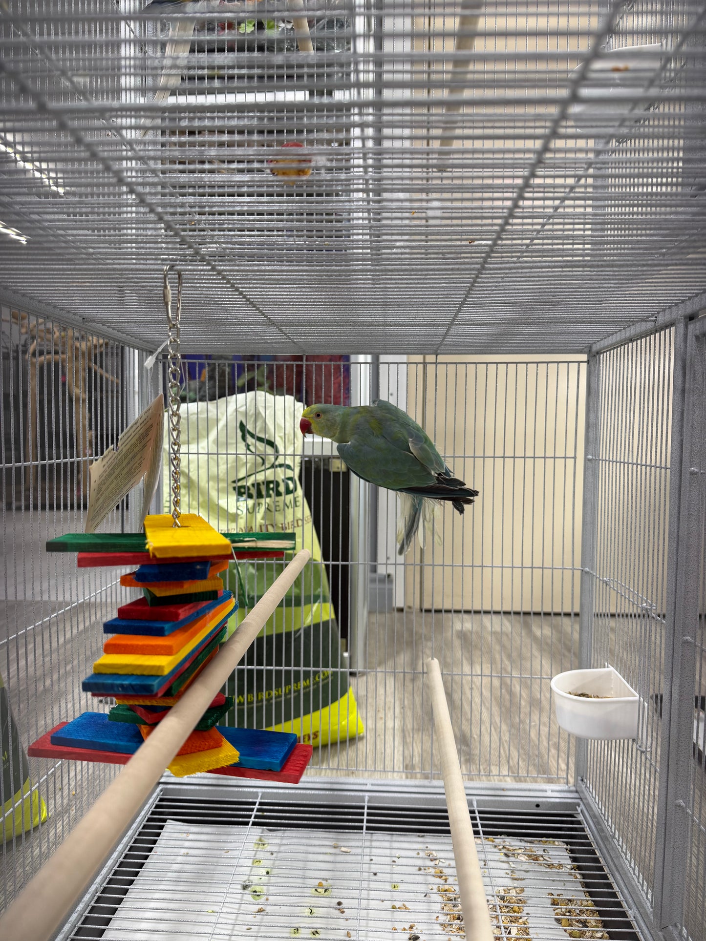 Indian Ringneck Clear Tail Blue Turquoise (Male)