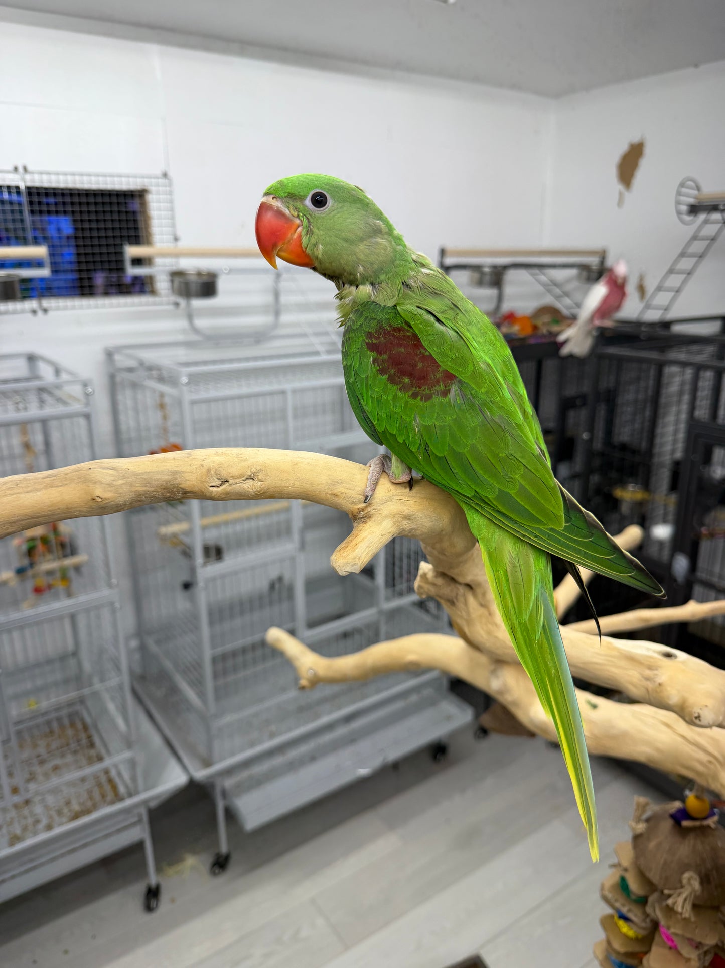 (Baby Handfed) Green Alexandrine Parrot