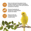 Living World Sticks - Canary Treat - Honey Drizzle