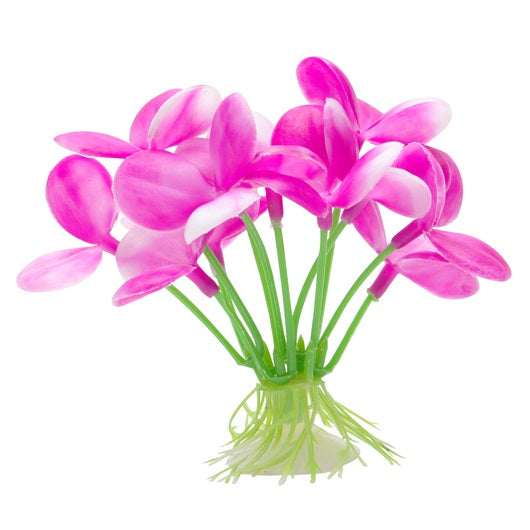 Marina Betta Pink Orchid - 2.75"
