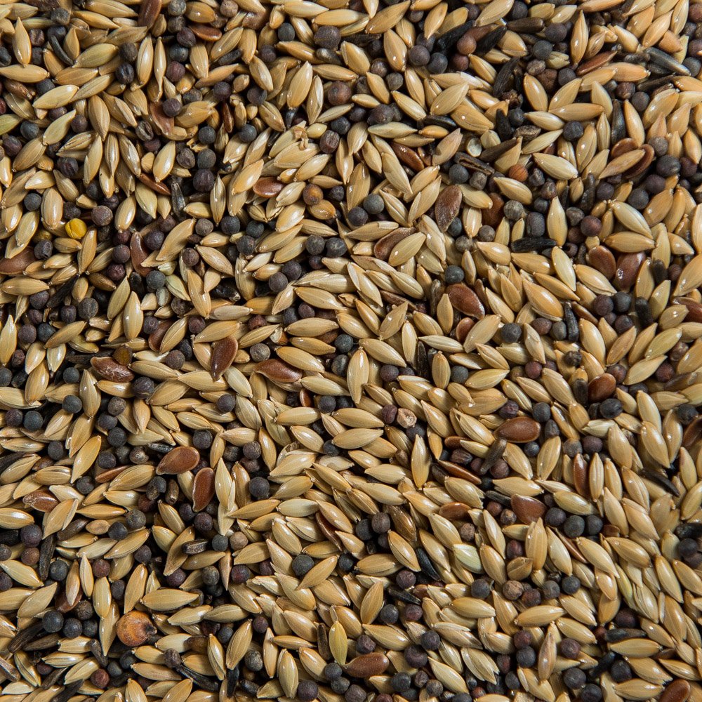 Moore’s Canary Seed