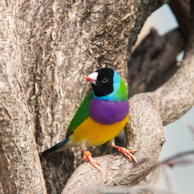 Lady Gouldian Finch (Pair)