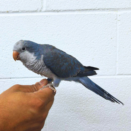 (Baby) Dark Blue Cobalt Quaker Parrot