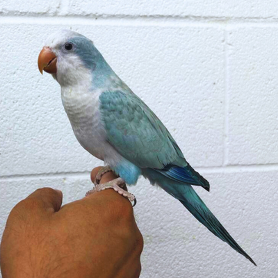 (Baby) Blue Pallid Quaker Parrot