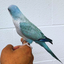 (Baby) Blue Pallid Quaker Parrot