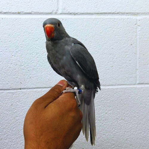 (Baby) Grey Indian Ringneck Parrot